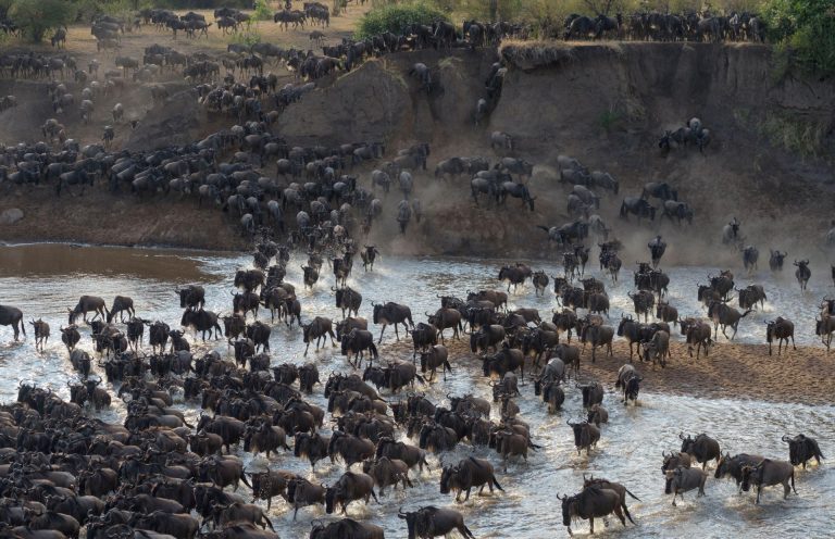 wildebeest crossing mara river the great migration safarisoko