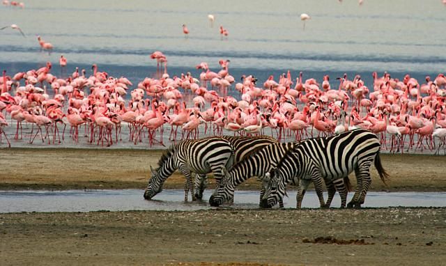 Zebras and Flamingos at Lake Manyara National Park Safarisoko