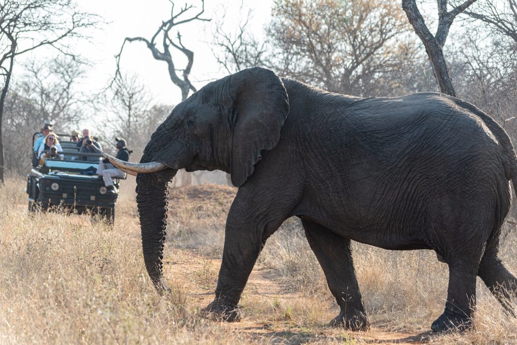 jeep safari upclose with elephant safarisoko