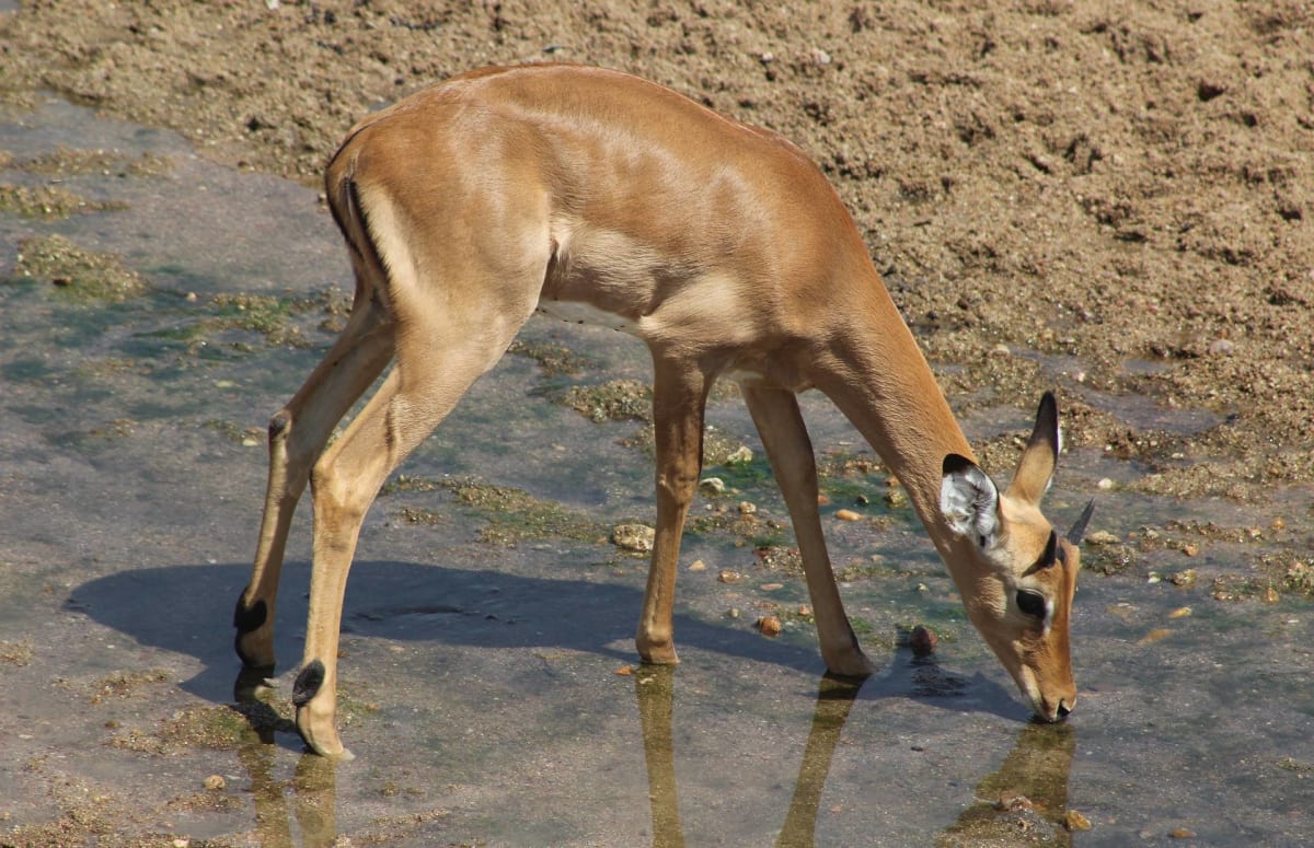 Antelope Drinking from a River Ruaha National Park Safarisoko