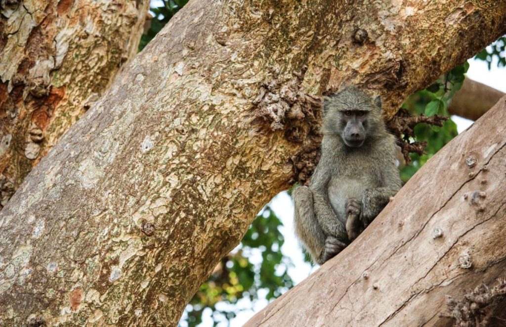 Baboon At Lake Manyara National Park Safarisoko