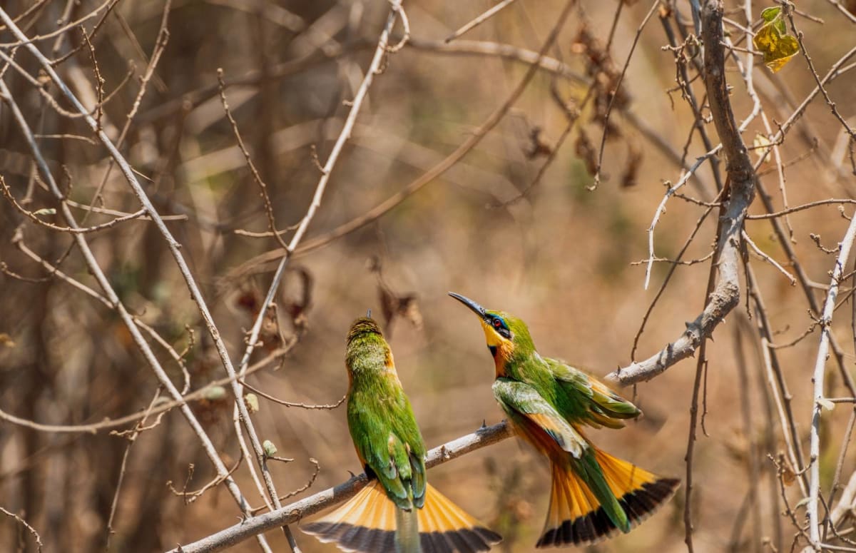 Birds at Lake Manyara National Park Safarisoko