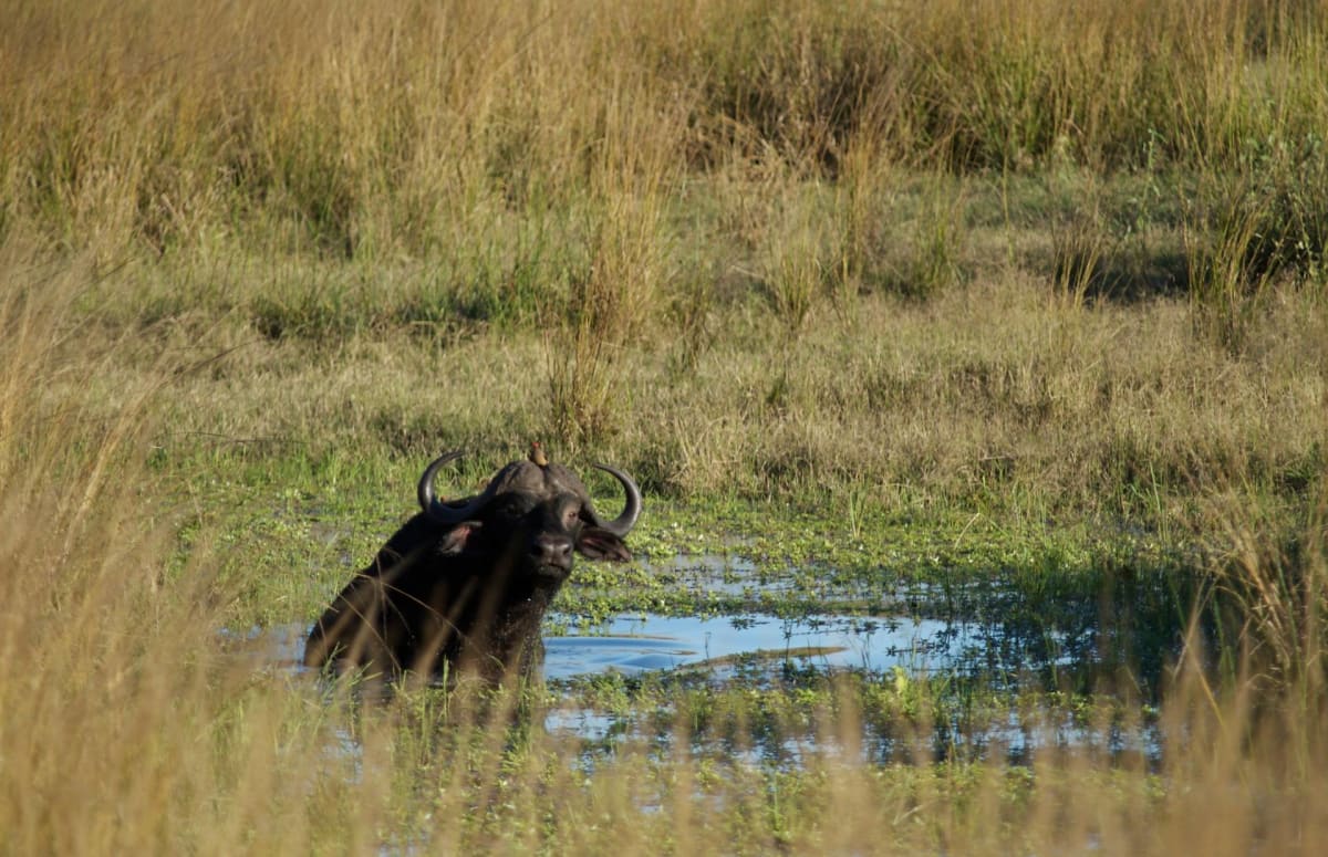 Buffalo in a River at Katavi National Park Tanzania Safarisoko