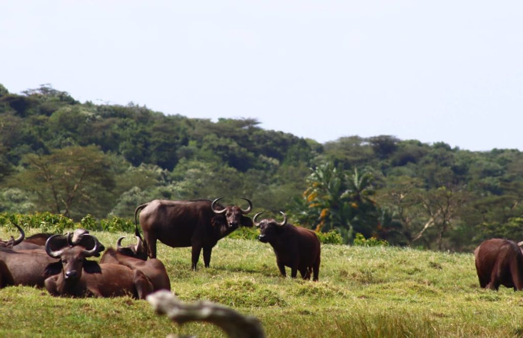 Buffalos Grazing At Arusha National Park Tanzania Safarisoko