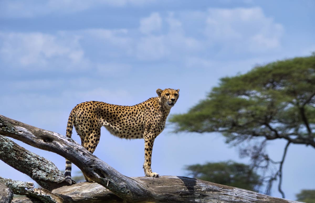 Cheater in Serengeti National Park Safarisoko