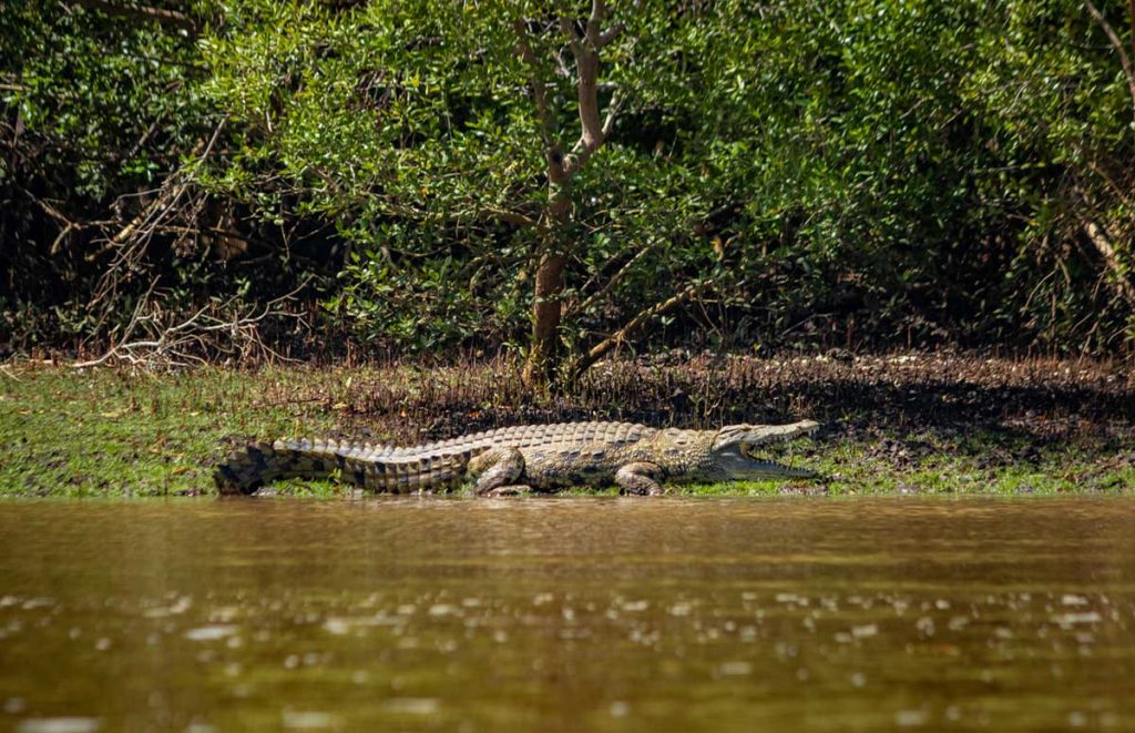 Crocodile-in-Saadani-National-Park-Safarisoko