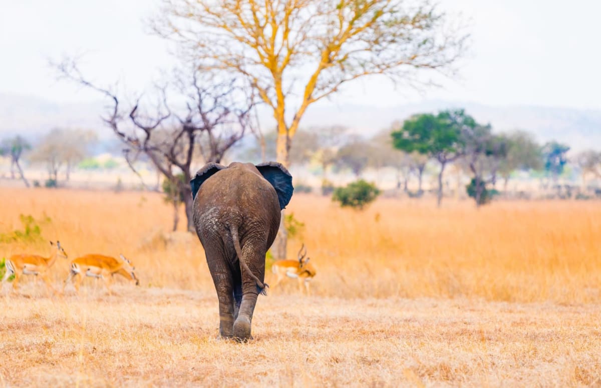 Elephant Walking At Mikumi National Park Tanzania Safarisoko