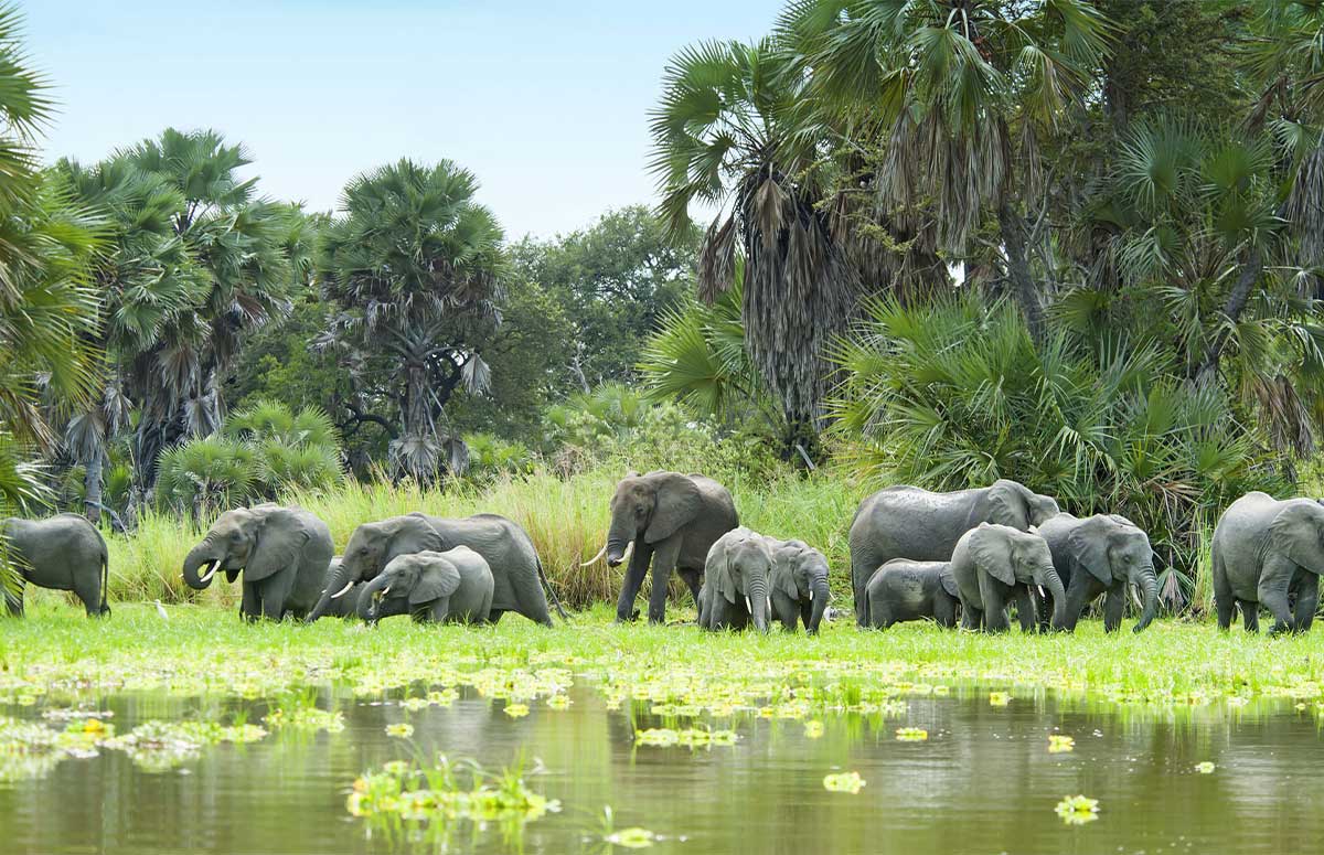 Elephants Bathing in a River in Selous Game Reserve Safarisoko