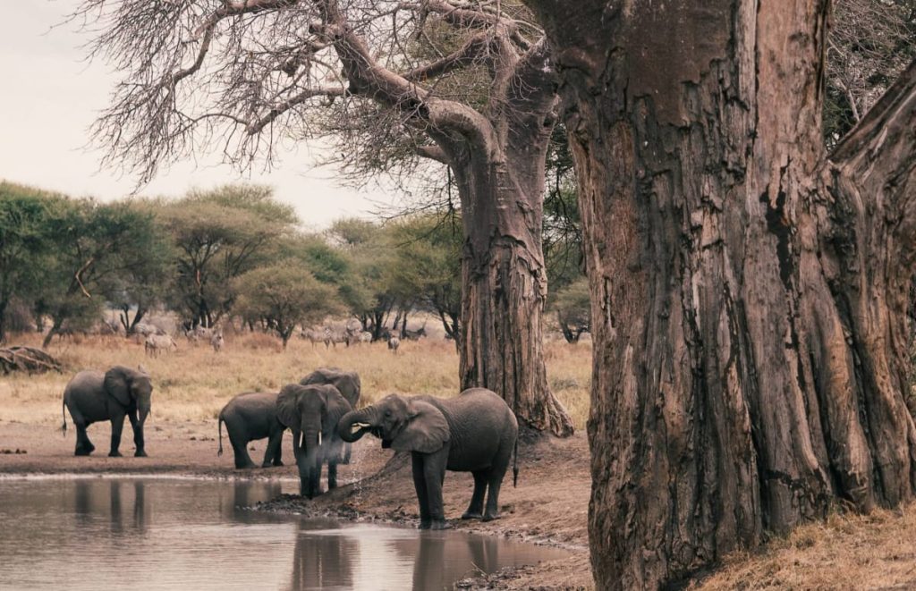 Elephants Drinking from a River in Tarangire National Park Tanzania Safarisoko