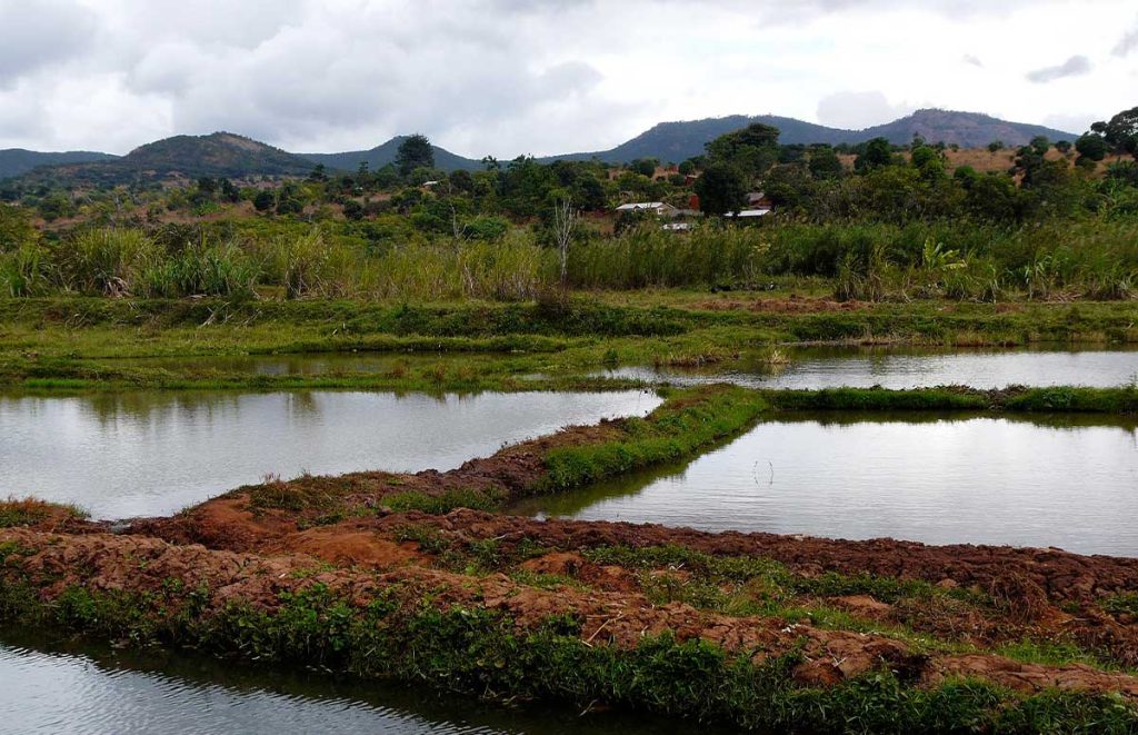 Farming Fish Pond in Songea Tanzania Safarisoko