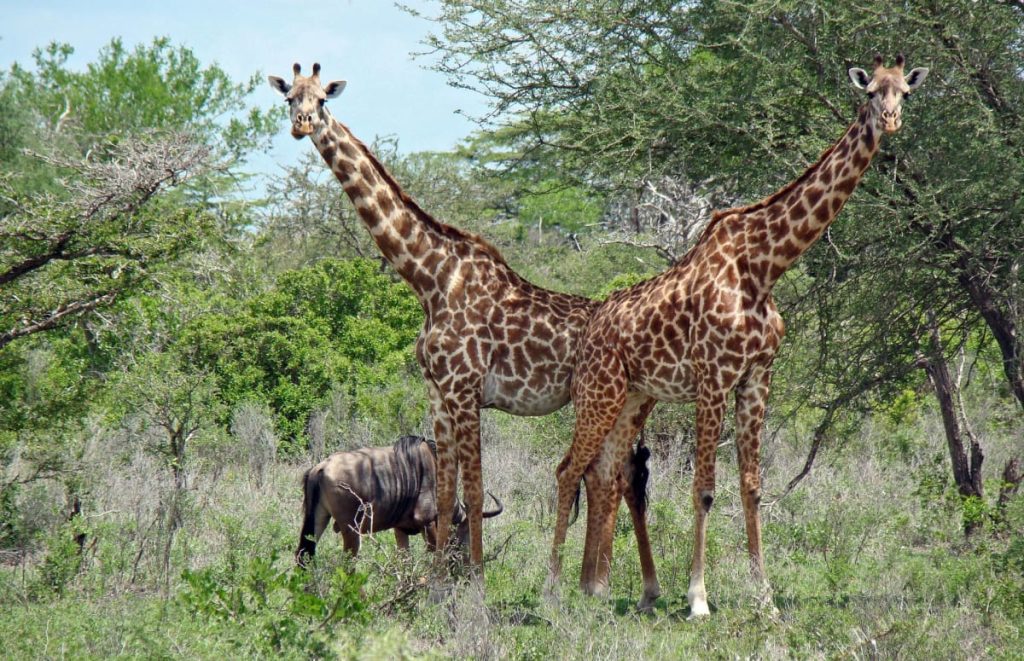 Giraffes at Nyerere National Park Tanzania Safarisoko