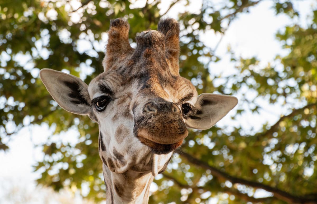 Giraffe At Arusha National Park Tanzania Safarisoko