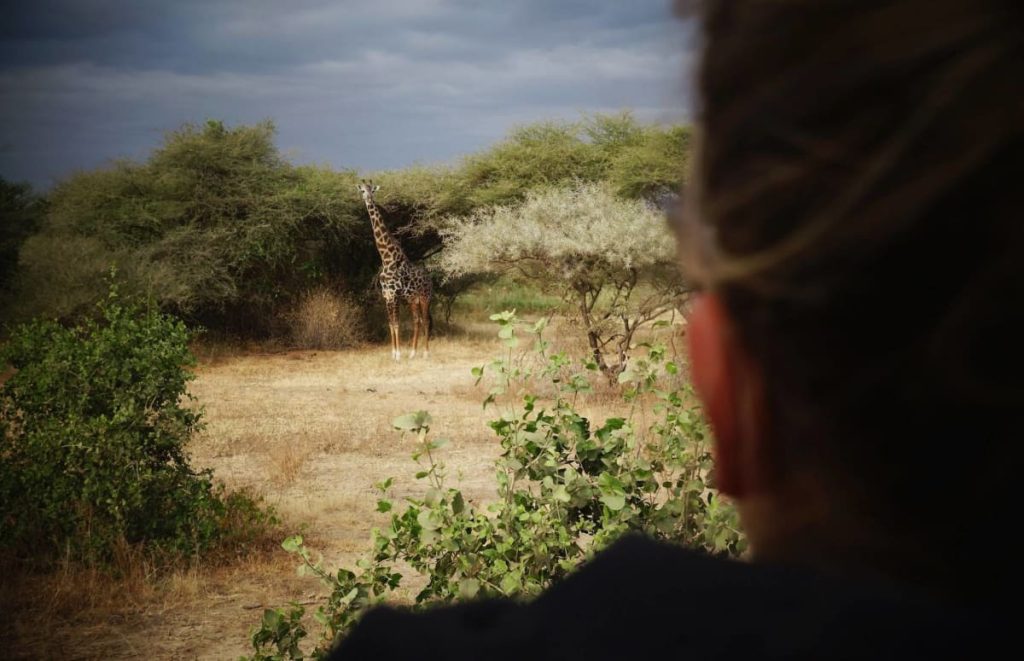 Giraffe At Lake Manyara National Park Safarisoko