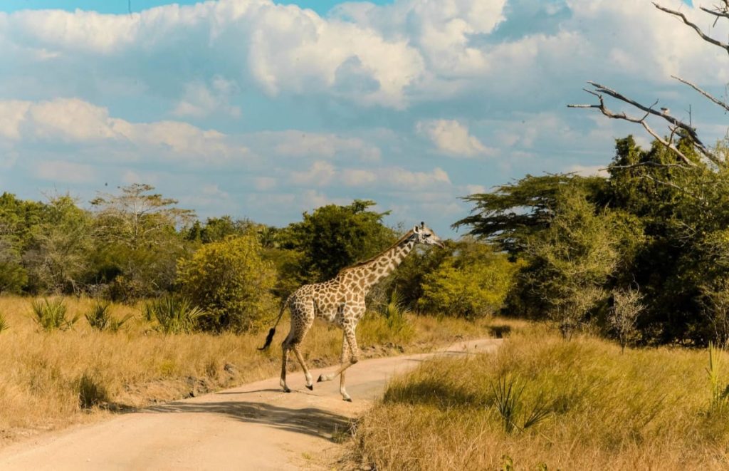 Giraffe at Saadani National Park Safarisoko