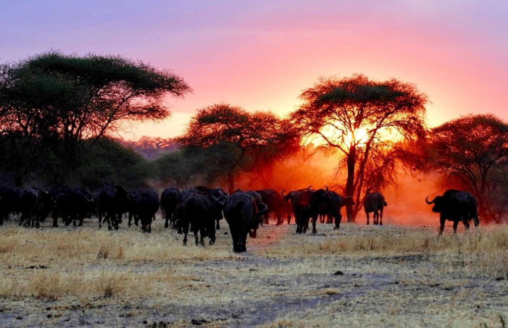 Group of Buffalos in Tarangire National Park Tanzania Safarisoko