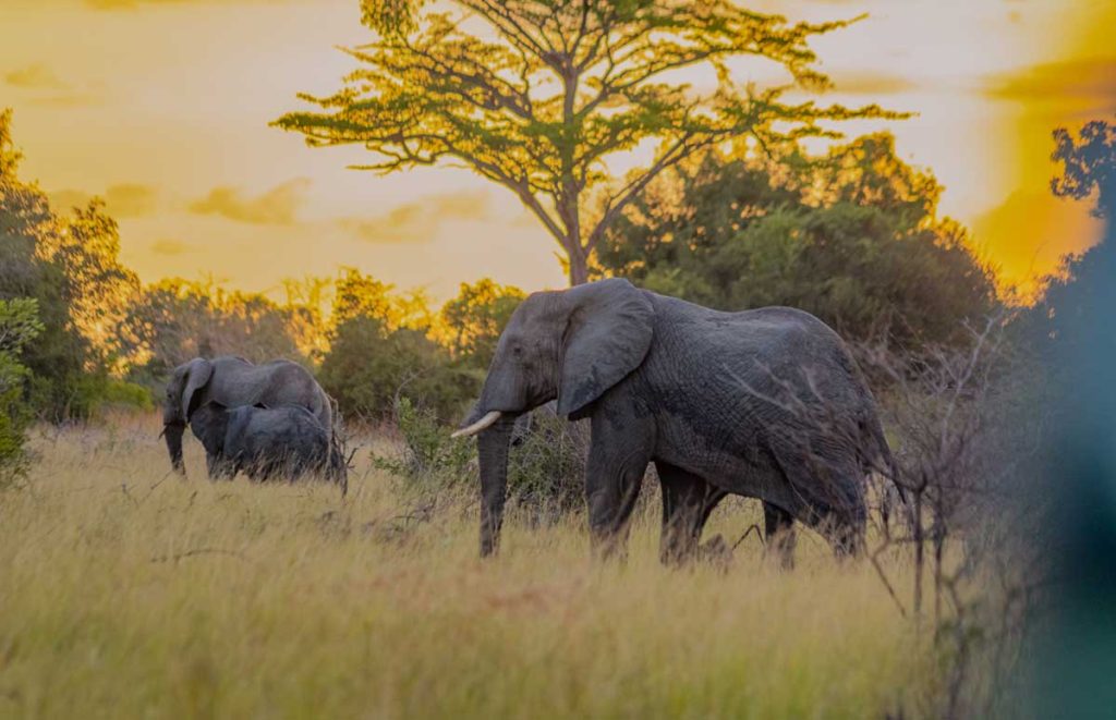 Group-of-Elephants-in-Saadani-National-Park-Safarisoko