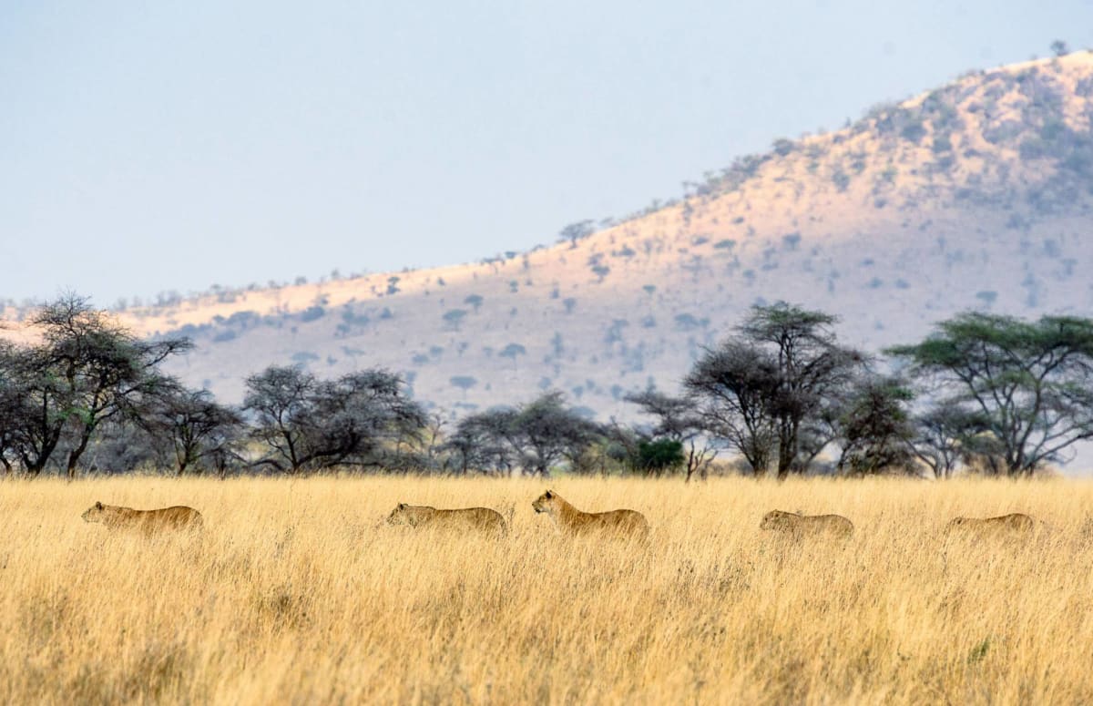Group of Lions in Serengeti National Park Safarisoko