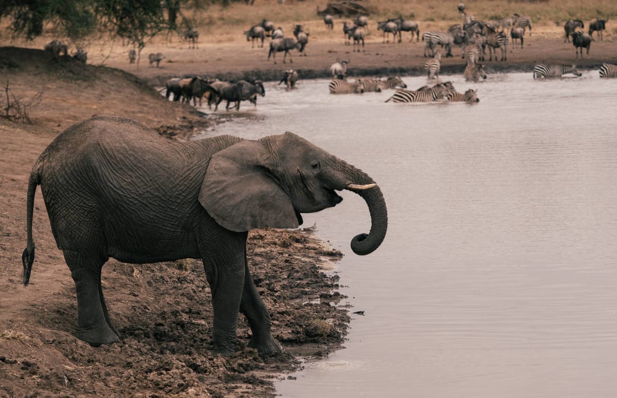 Group of Wild Animals in Tarangire National Park on a River Safarisoko