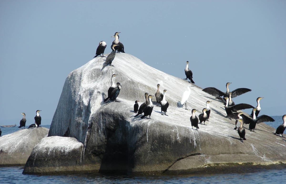 Groups of Great Cormorant on a Rock in Lake Victoria Mwanza safarisoko