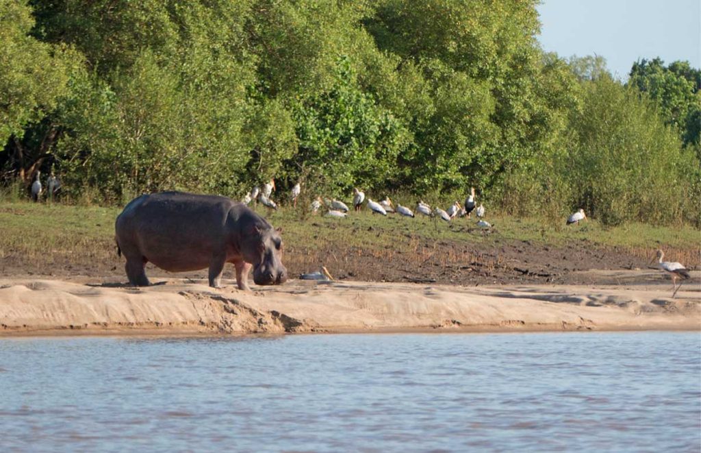 Hippo-Grazing-Near-a-Lake-in-Saadani-National-Park