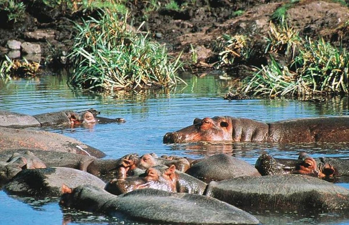 Hippos in a river in Saadan National Park Safarisoko