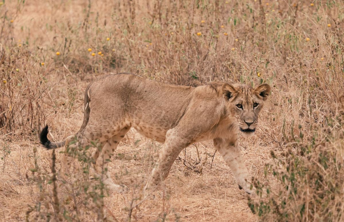 Lions in Tarangire National Park Tanzania Safarisoko
