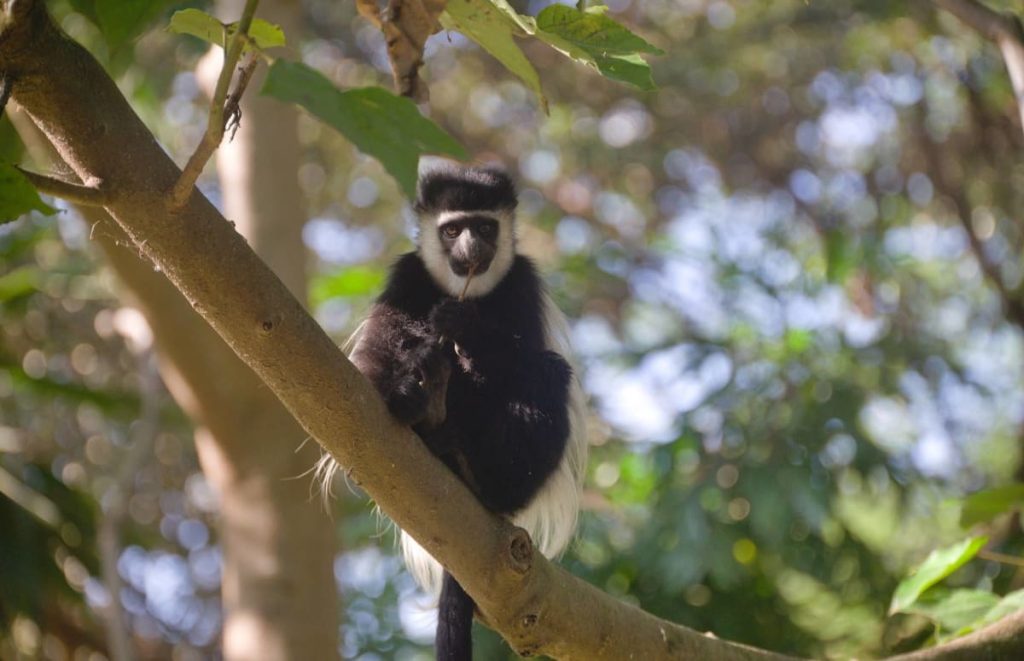 Monkey on Tree at Arusha National Park Tanzania Safarisoko