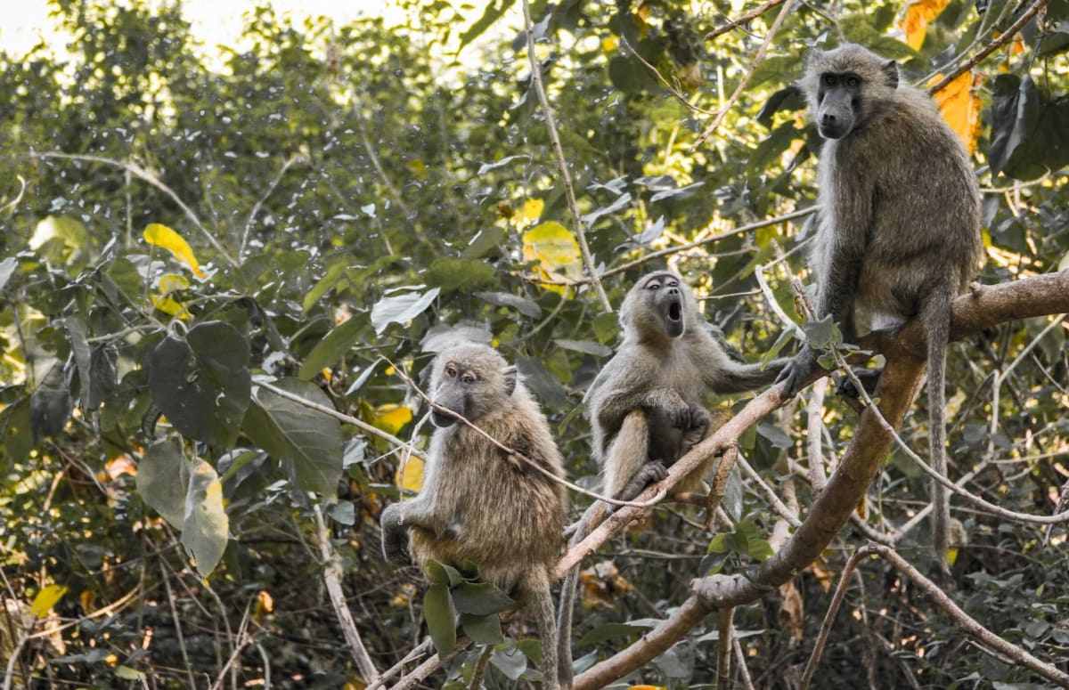 Monkeys on Tree Branches in Lake Manyara National Park Safarisoko