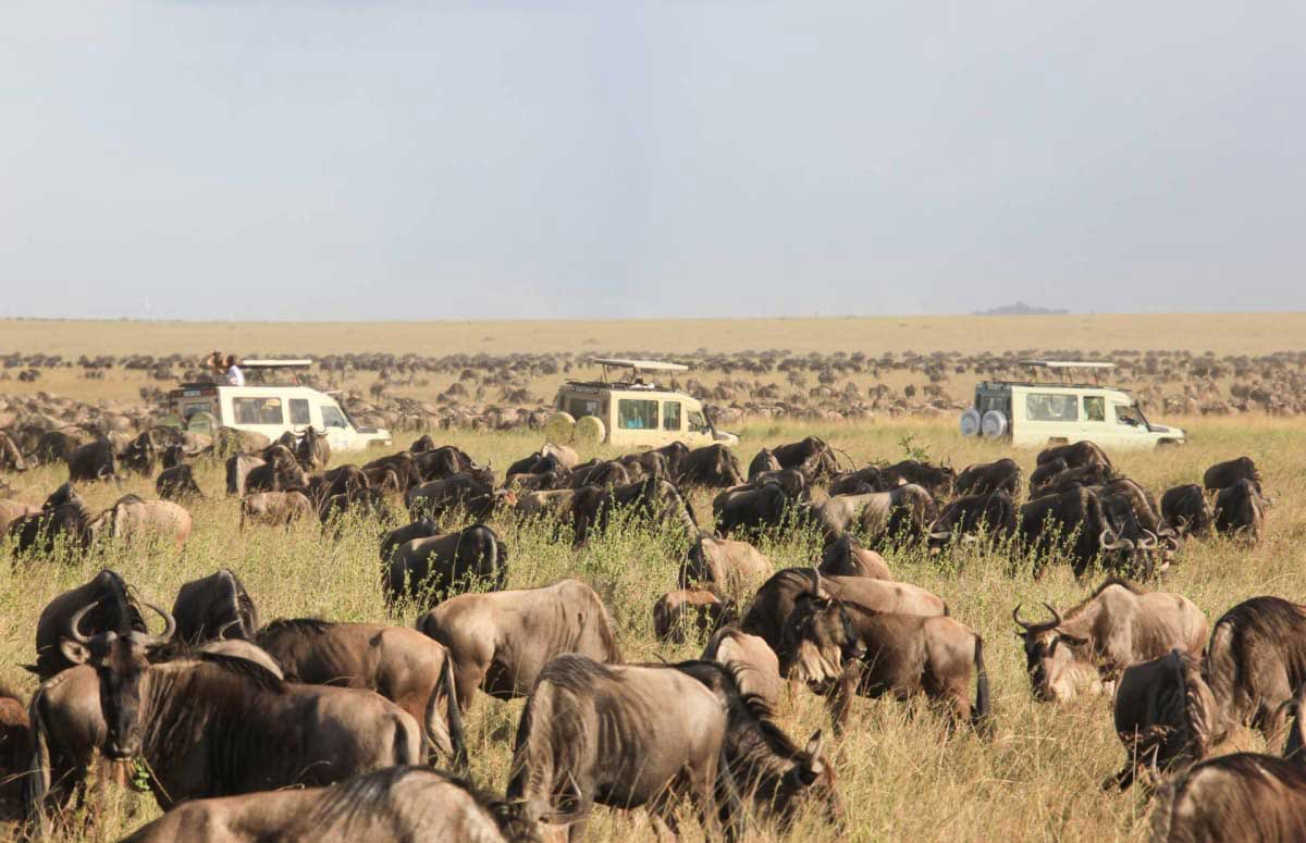 Serengeti-National-Park-Safarisoko