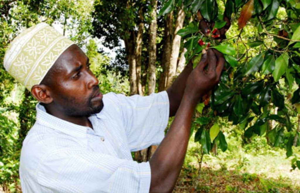 Spice Farming In Pemba Island Safarisoko