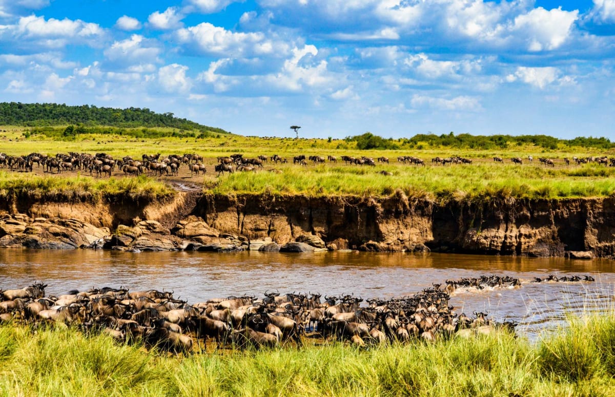 Wildebeest Migration in Serengeti National Park Safarisoko