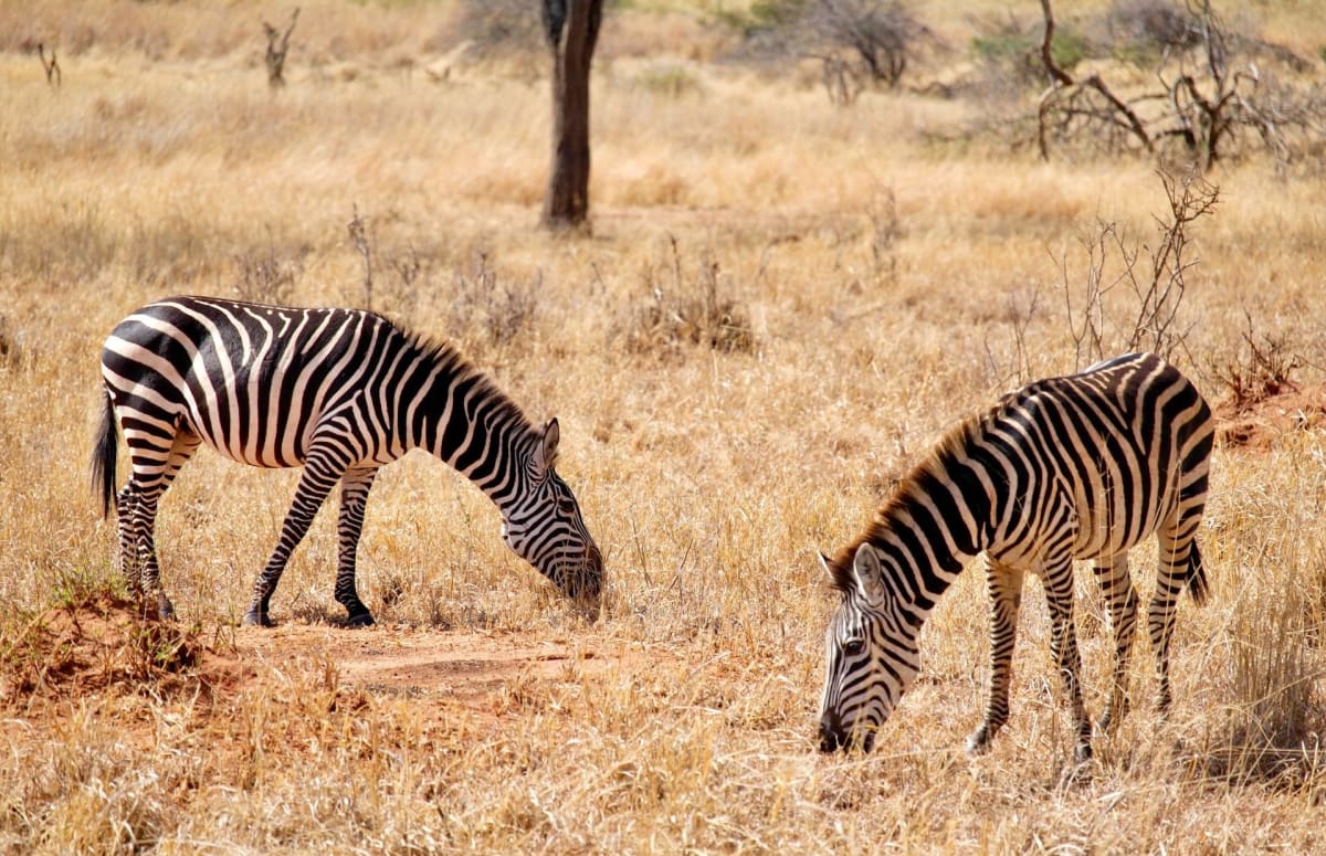 Zebras Grazing in Tarangire National Park Tanzania Safarisoko