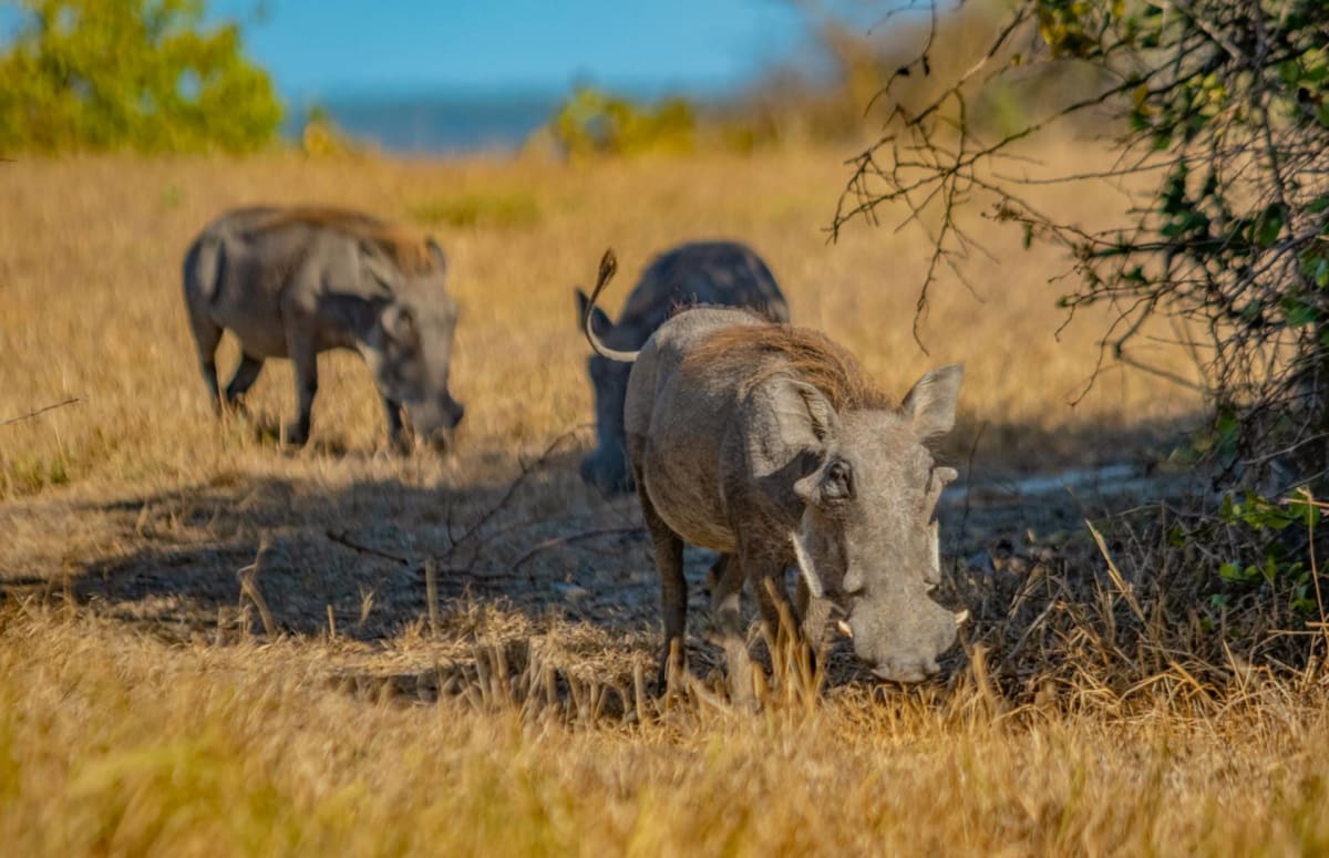 warthog at saadani national park safarisoko