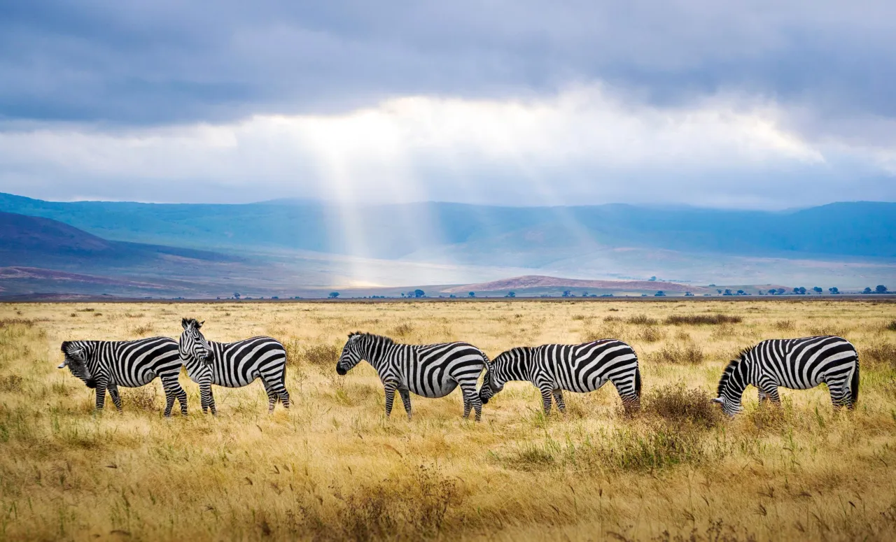 A Group of Zebras in Serengeti National Park Safarisoko