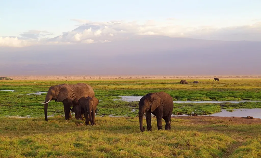 Elephants at Mount Kilimanjaro National Park Safarisoko