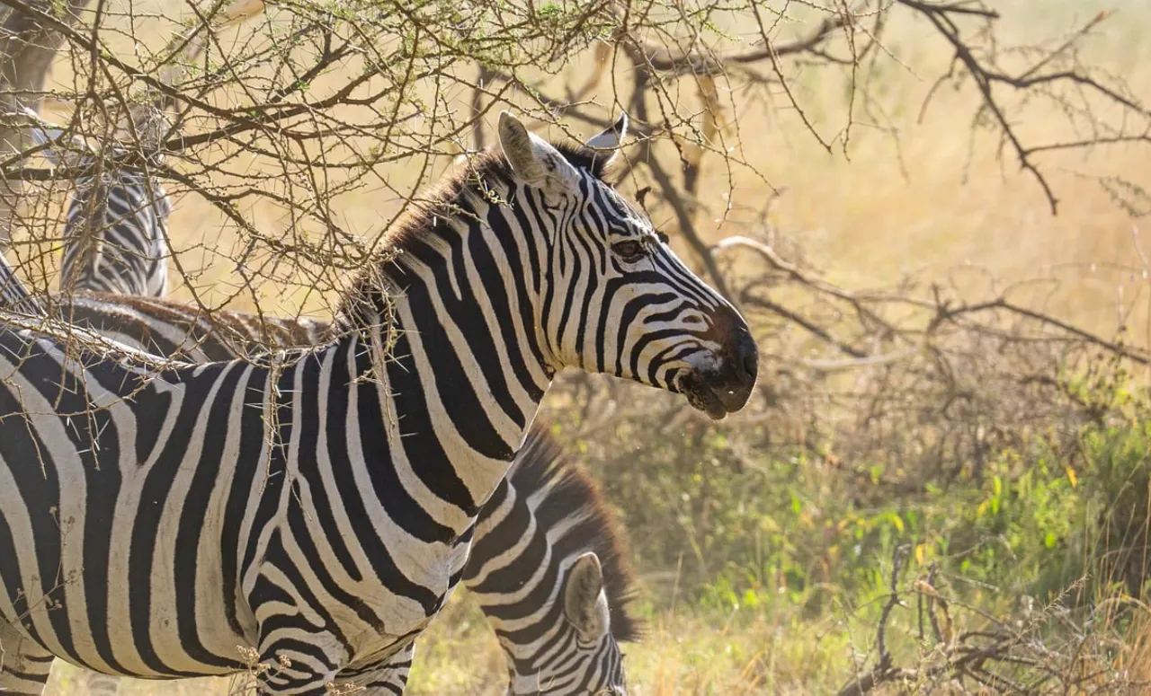 Zebras at Serengeti National Park Safarisoko