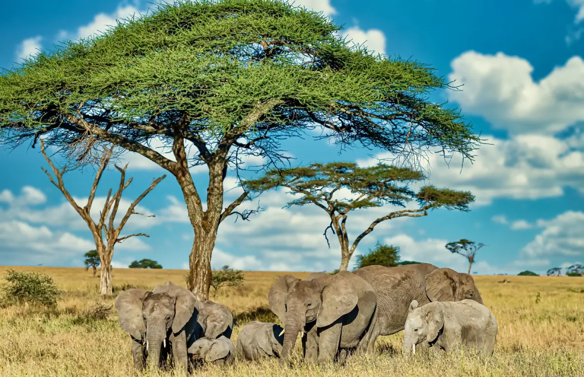 A Group of Elephants under a tree in Serengeti Safarisoko