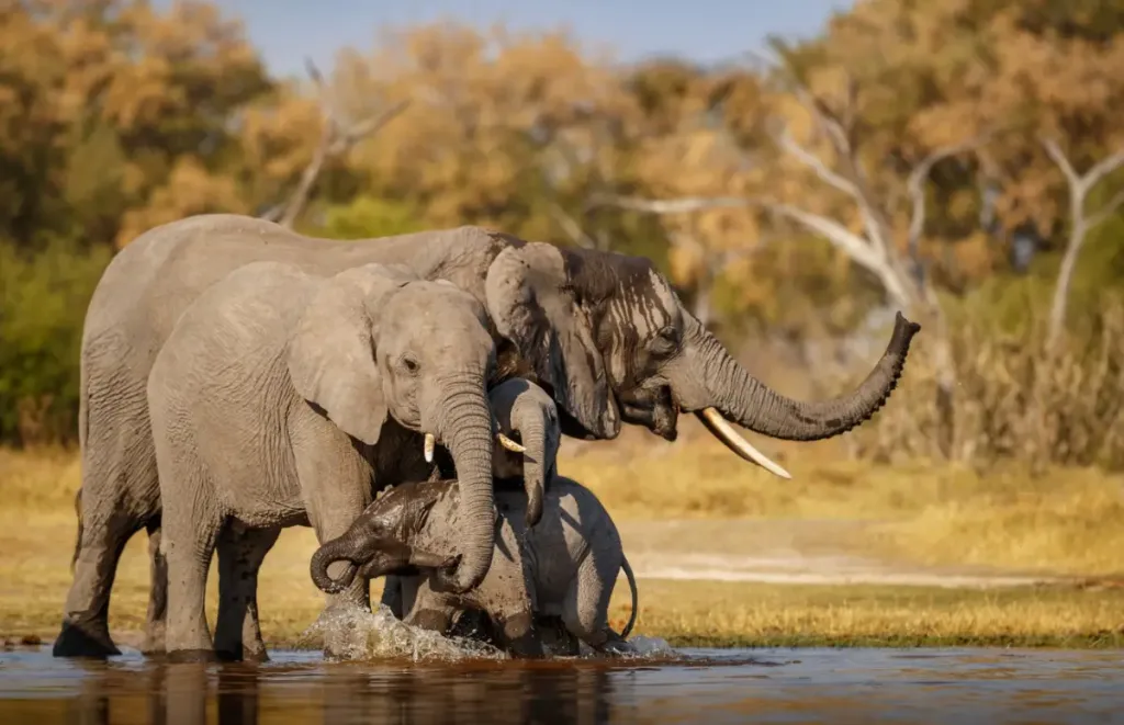 African Elephants Together Safarisoko