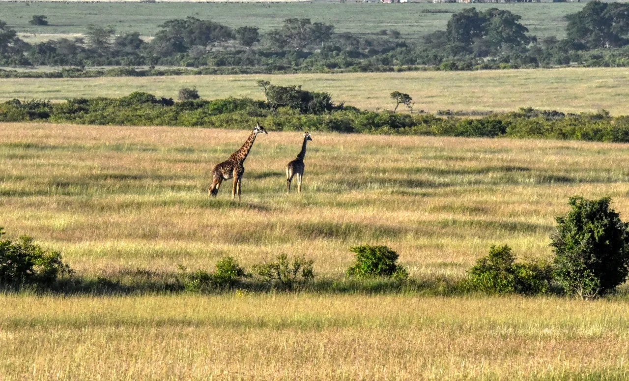 Giraffes On Kenya Grassland Outside Nairobi Safarisoko