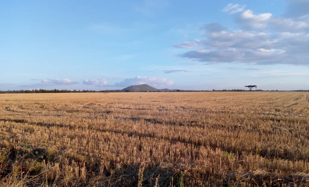 Large wheat plantation near Eldoret Safarisoko