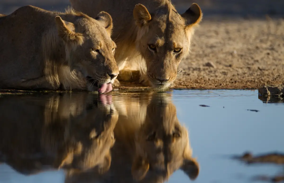 Lioness Drinking from a river in Serengeti National Park Safarisoko