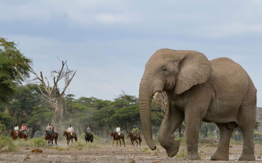 Kaskazi Horse Safari Serengeti