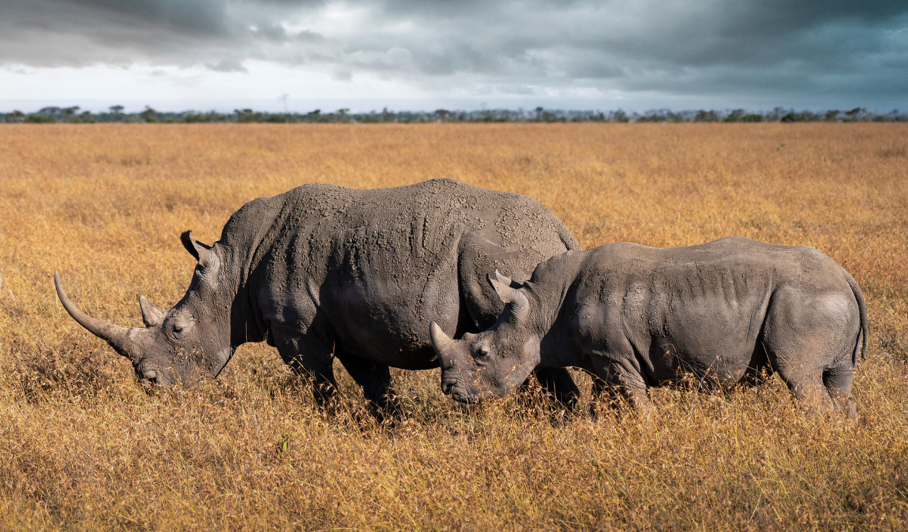 Ol Pejeta Conservancy Safarisoko