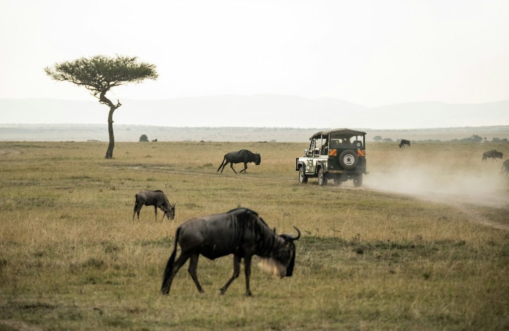 wildebeest on open field